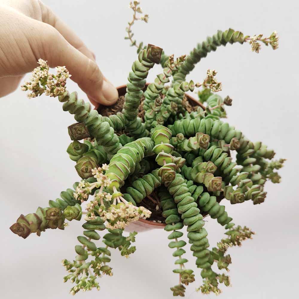 crassula marneriana