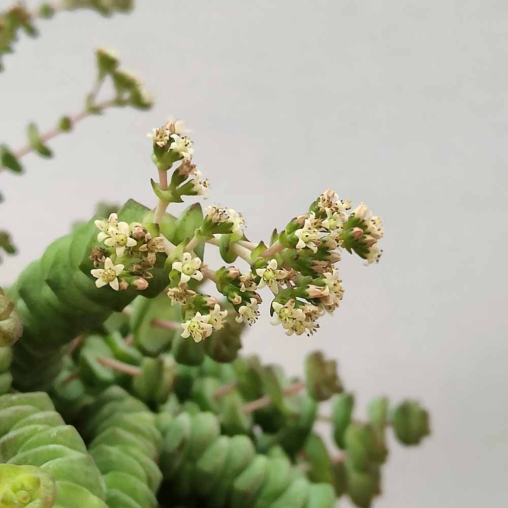 crassula marneriana fiore