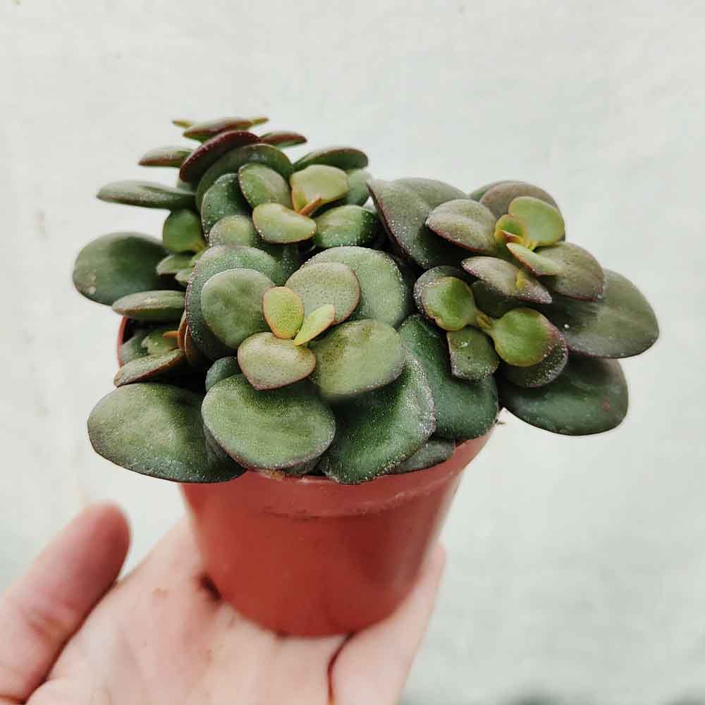 crassula ovata minor