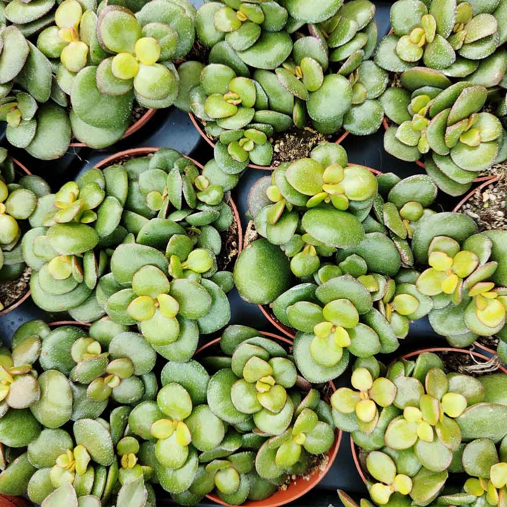 crassula ovata minor pianta