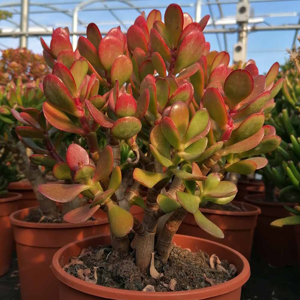 crassula ovata