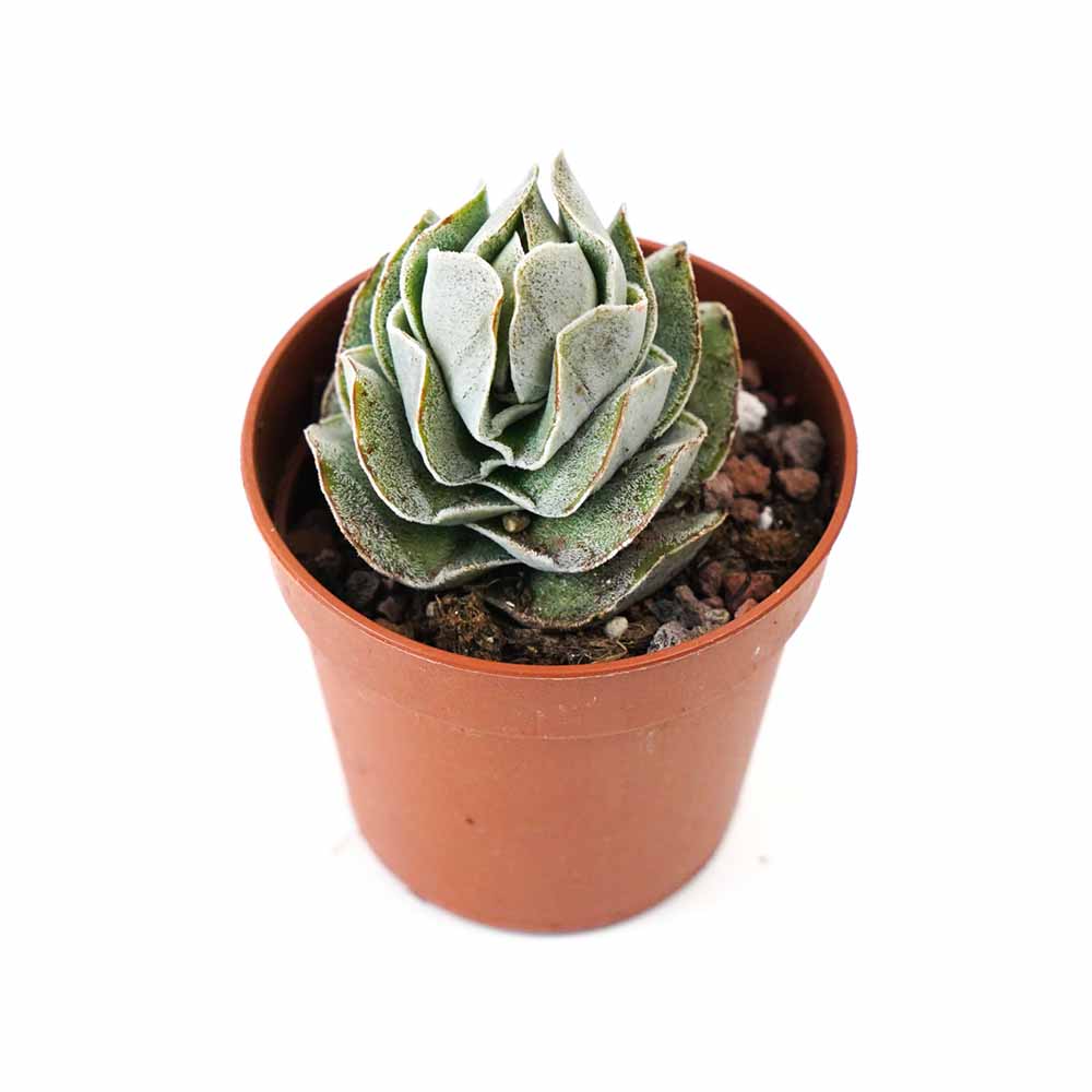crassula pangolin 1