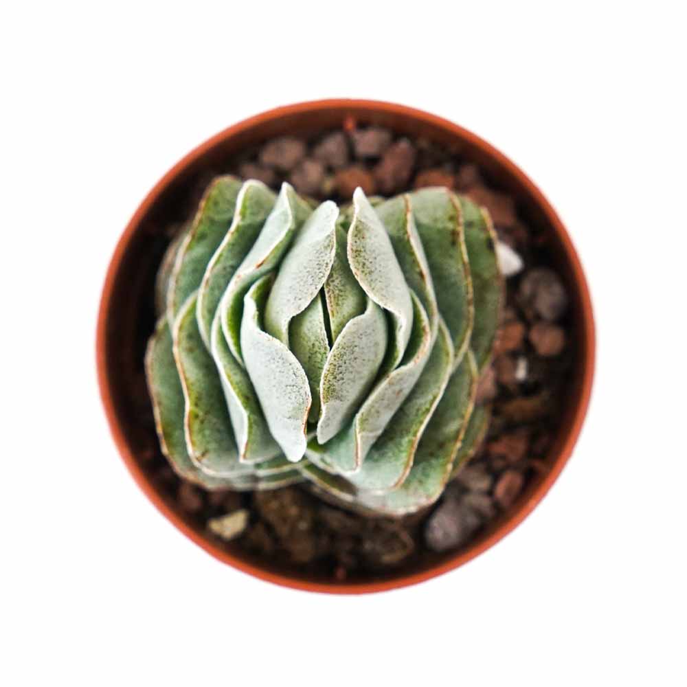 crassula pangolin