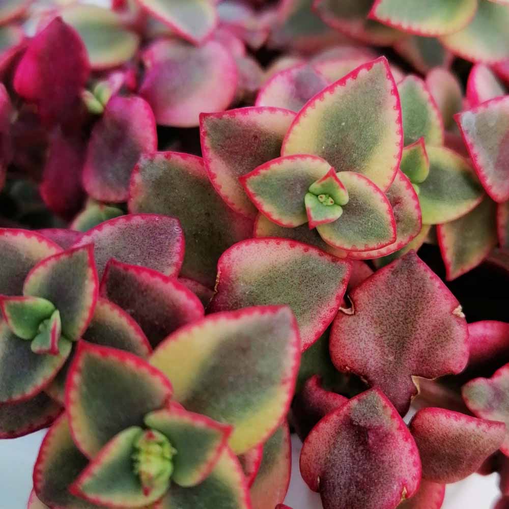 crassula pellucida marginato variegata