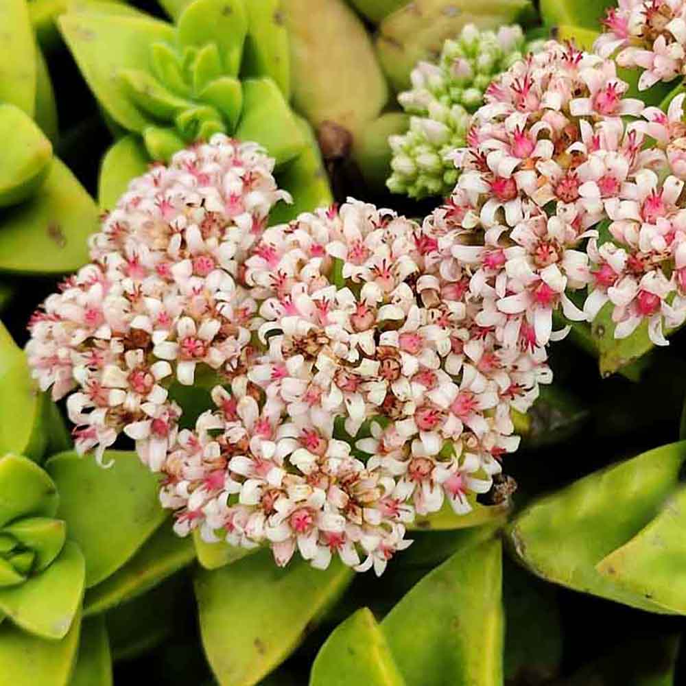 crassula springtime fiore