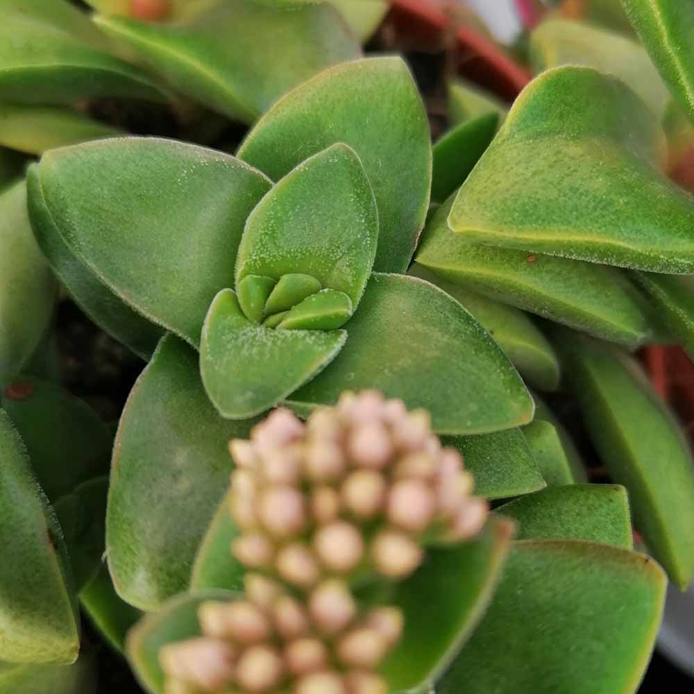 crassula springtime fiore