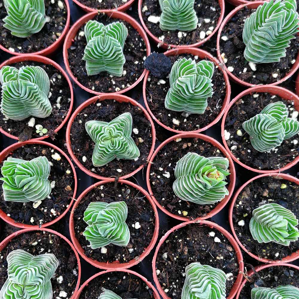 crassula temple