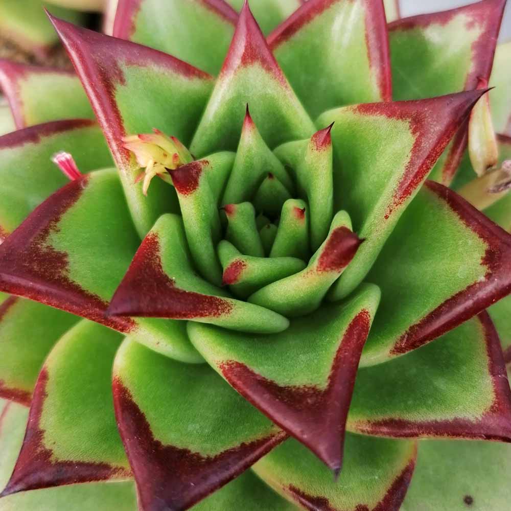 echeveria agavoides lipstick