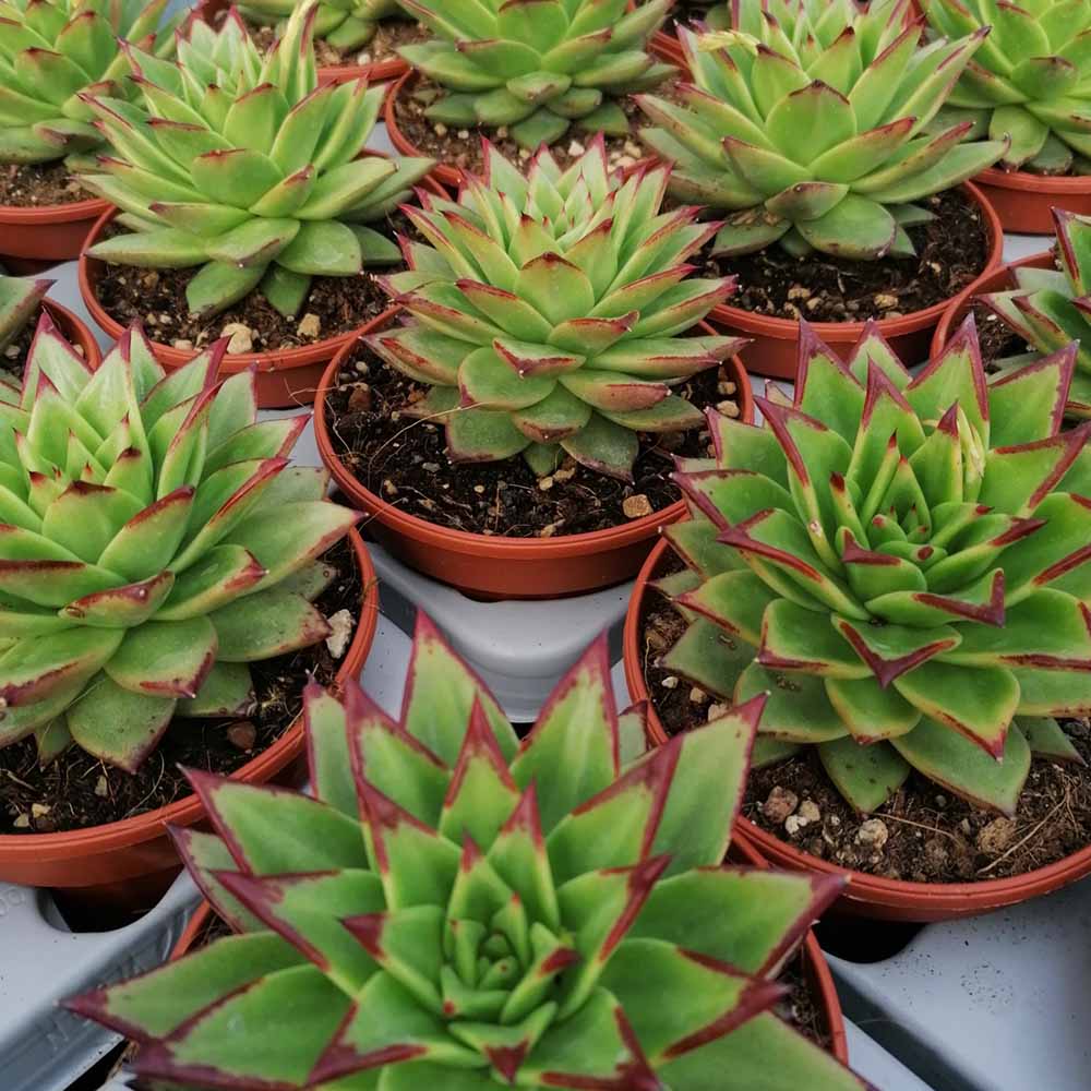 echeveria agavoides cv lipstick