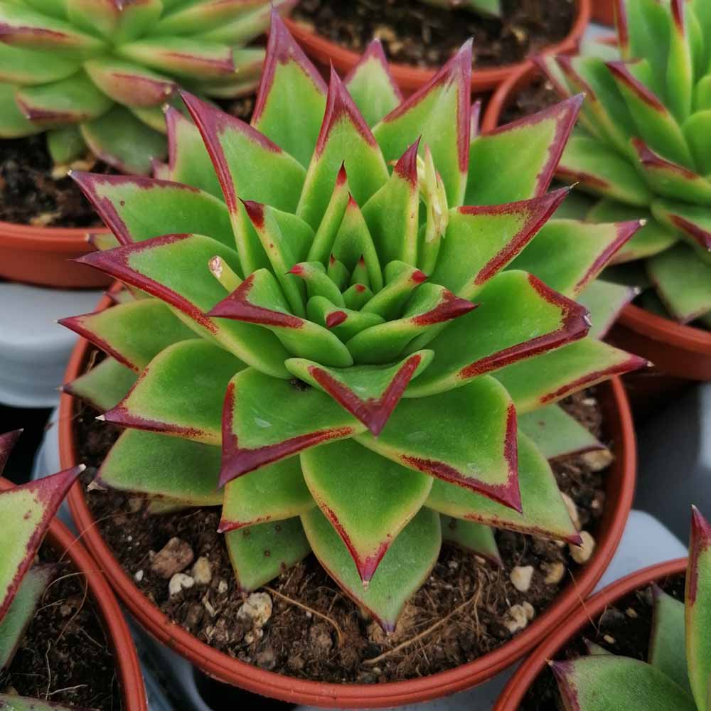echeveria agavoides v. lipstick