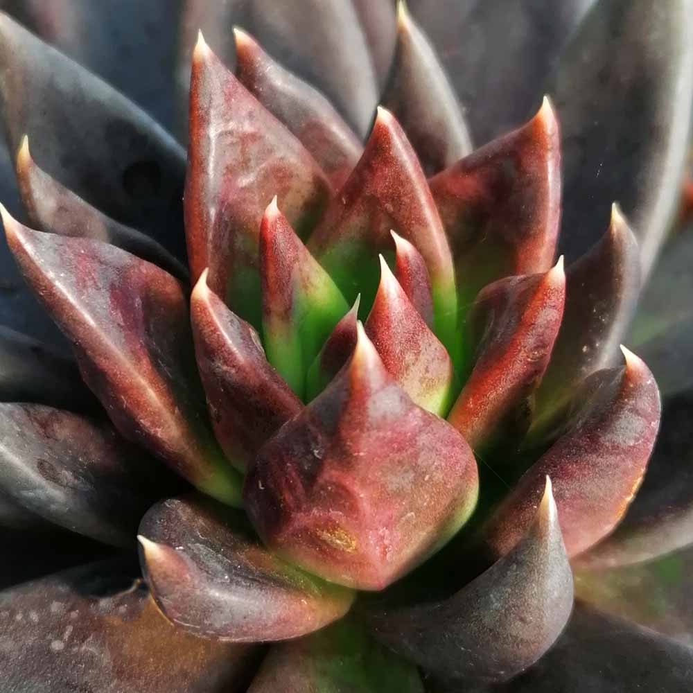 echeveria black knight