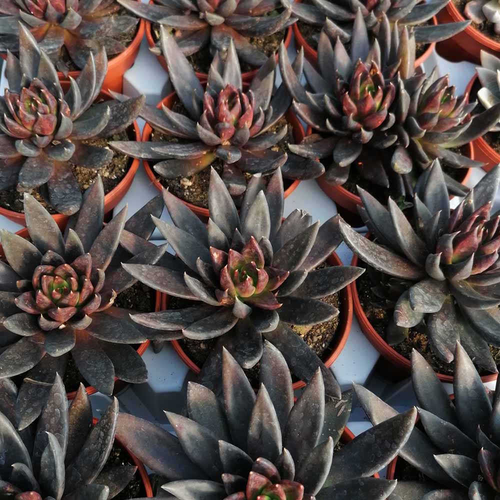 echeveria black knight