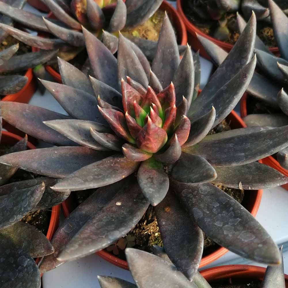 echeveria black knight pianta