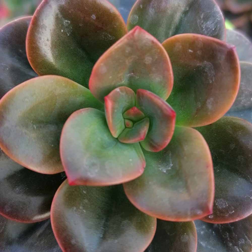 echeveria chroma