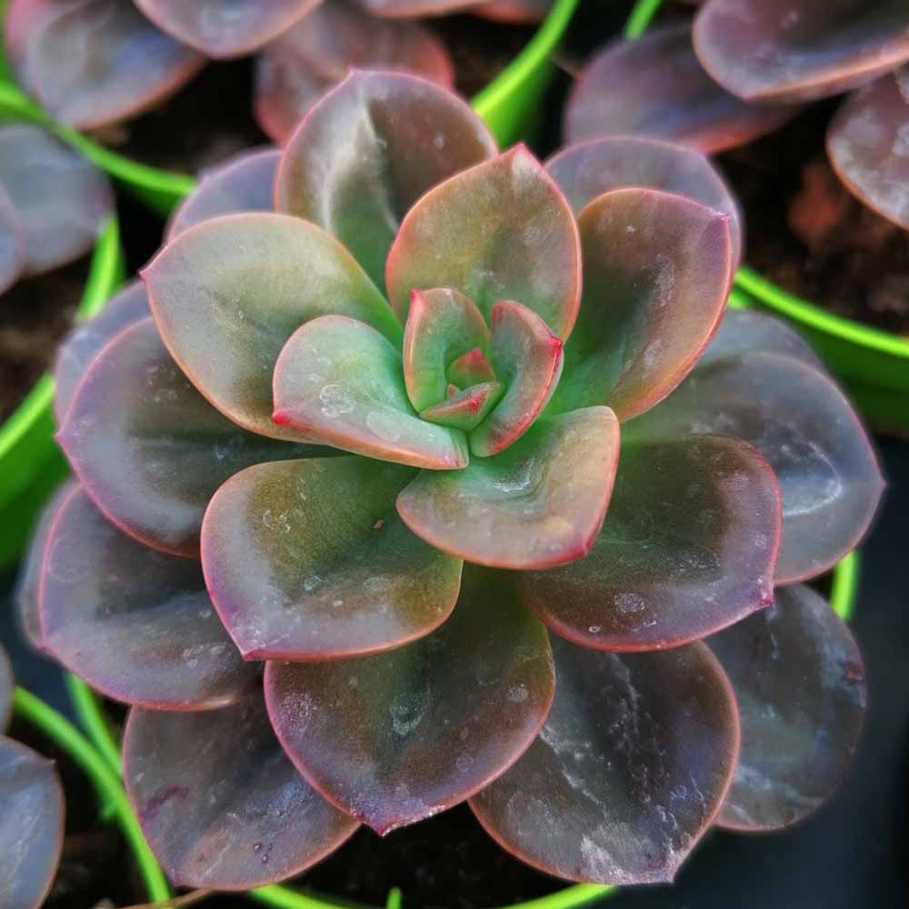 echeveria chroma