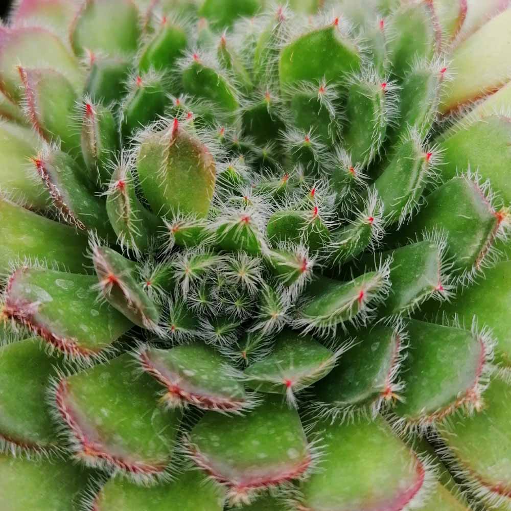 echeveria ciliata