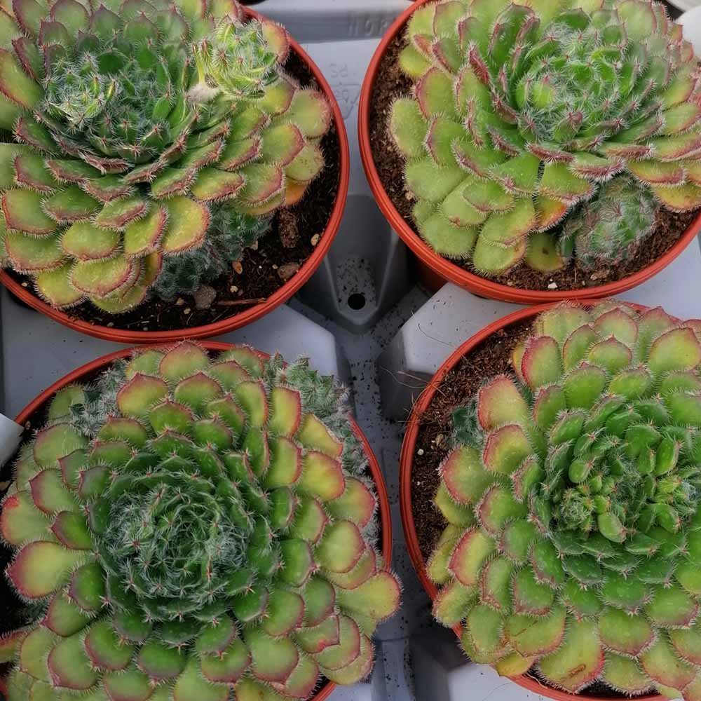 echeveria setosa v. ciliata