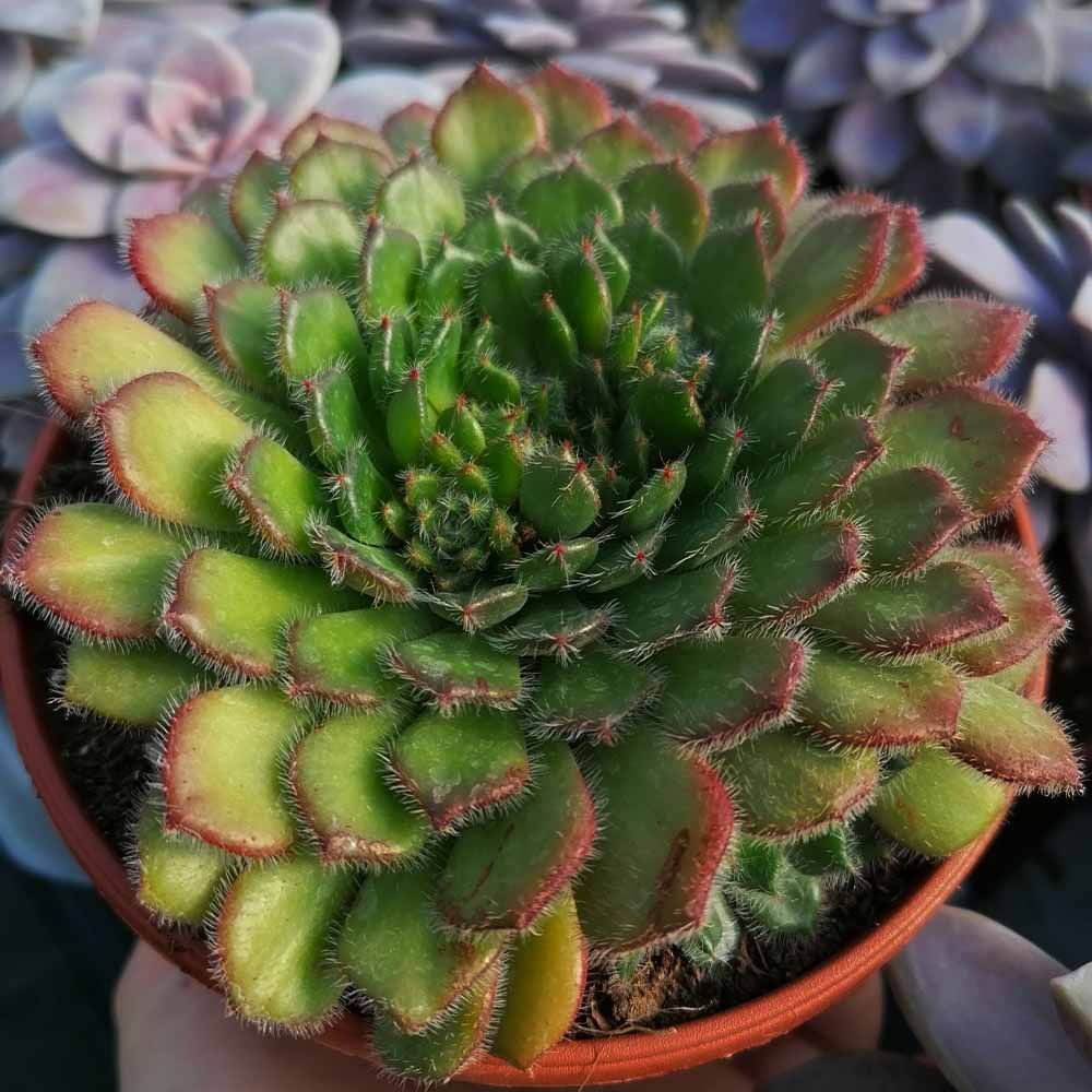 echeveria ciliata pianta