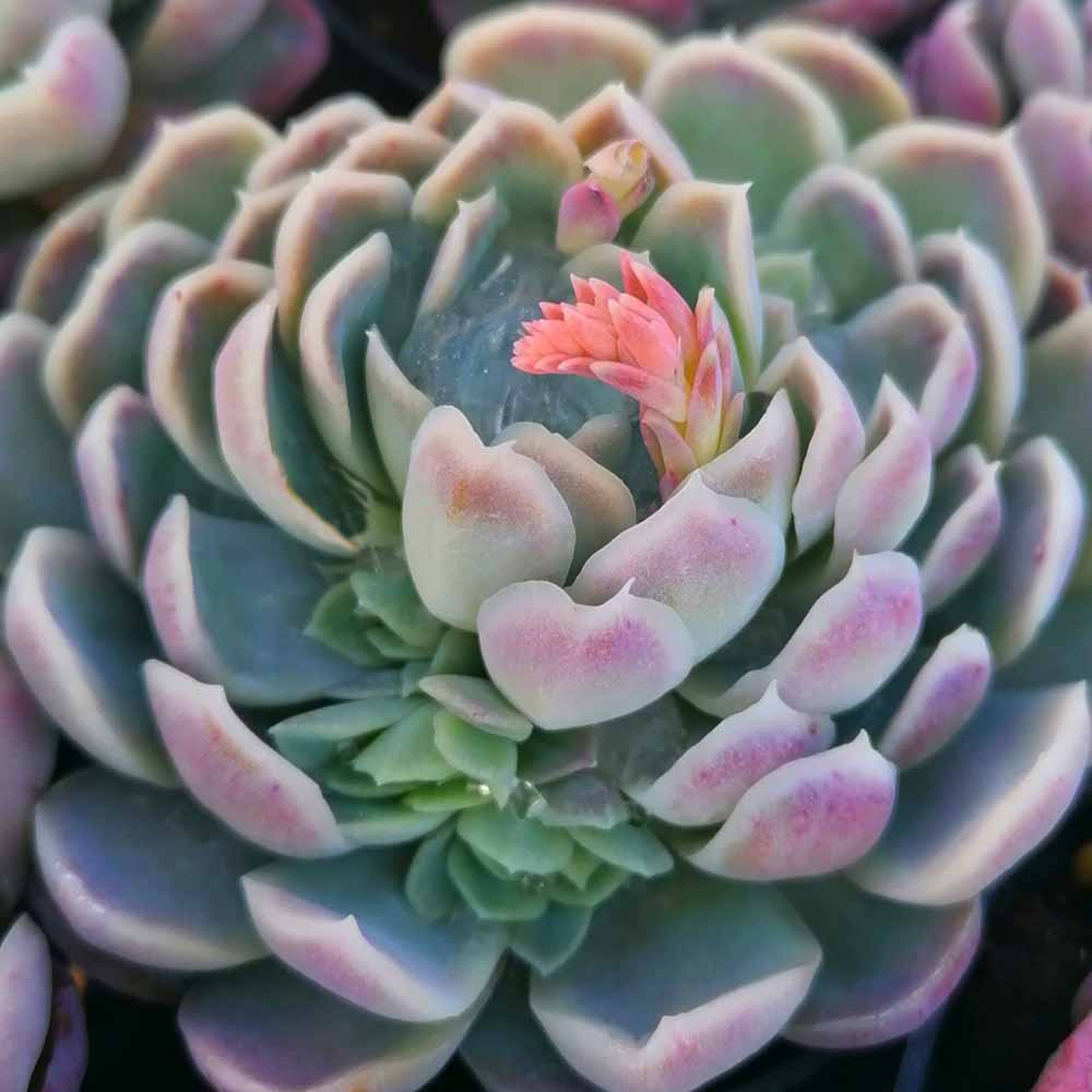Echeveria elegans 
