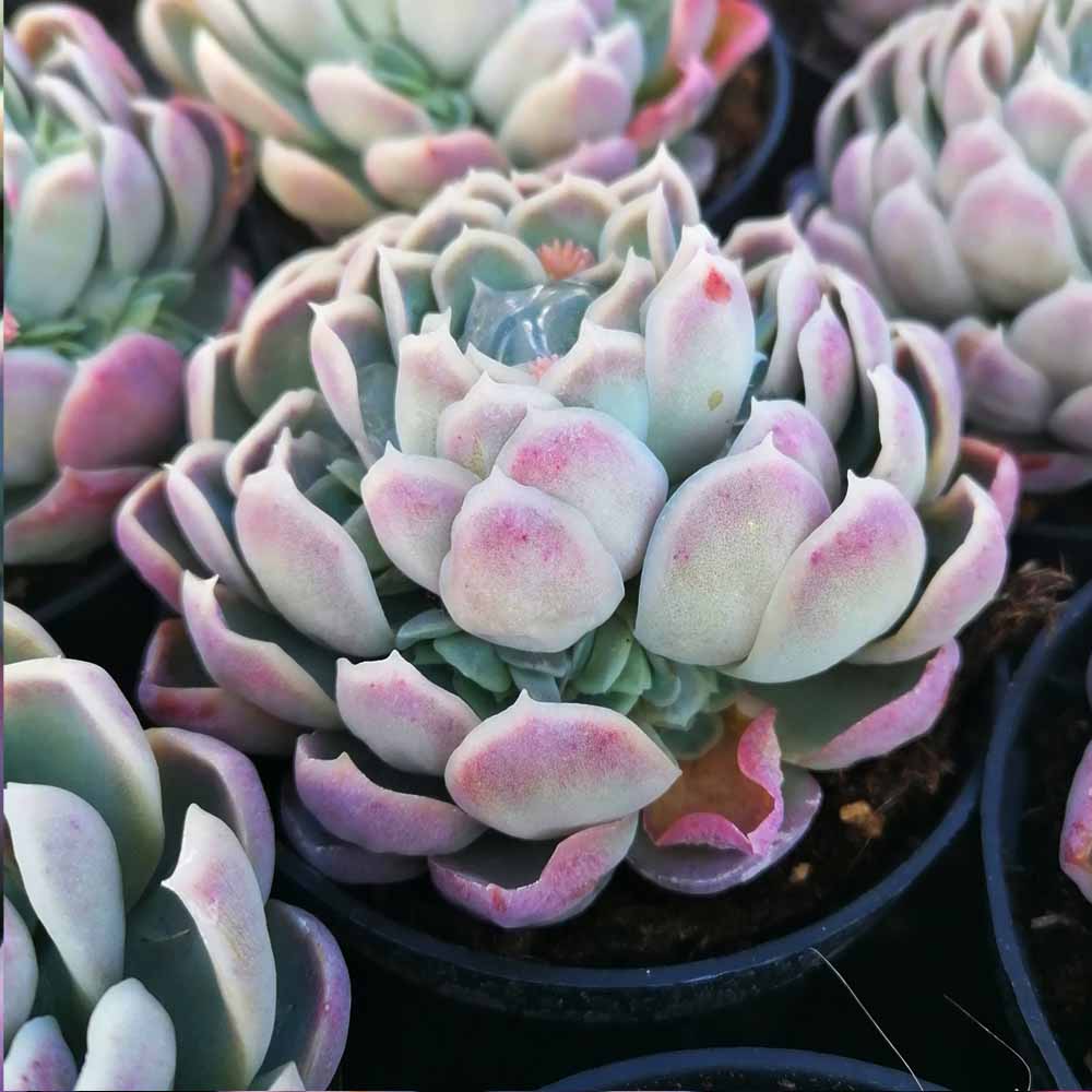 Echeveria elegans