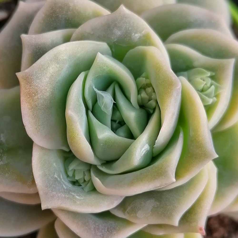 echeveria lovely rose