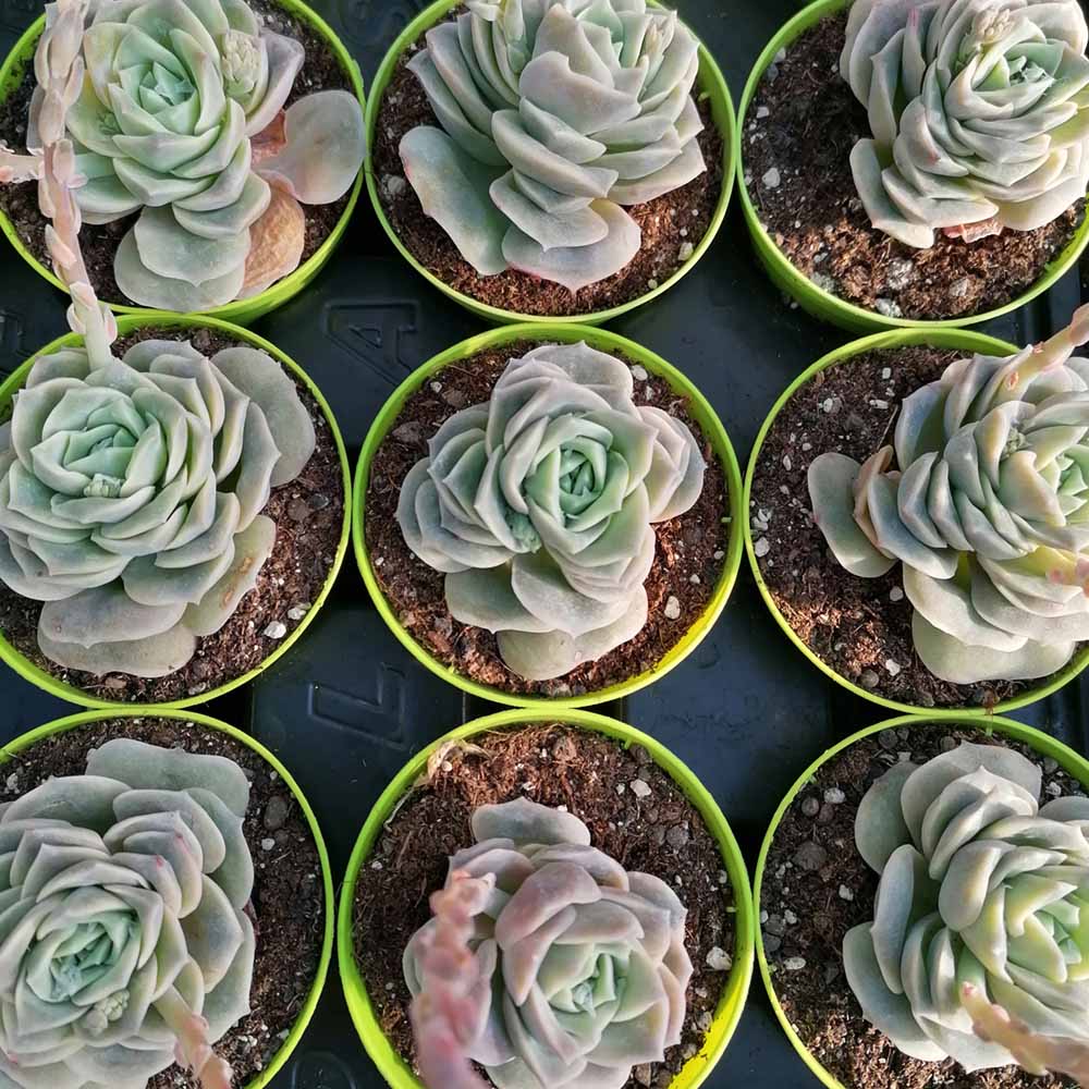 echeveria lovely rose