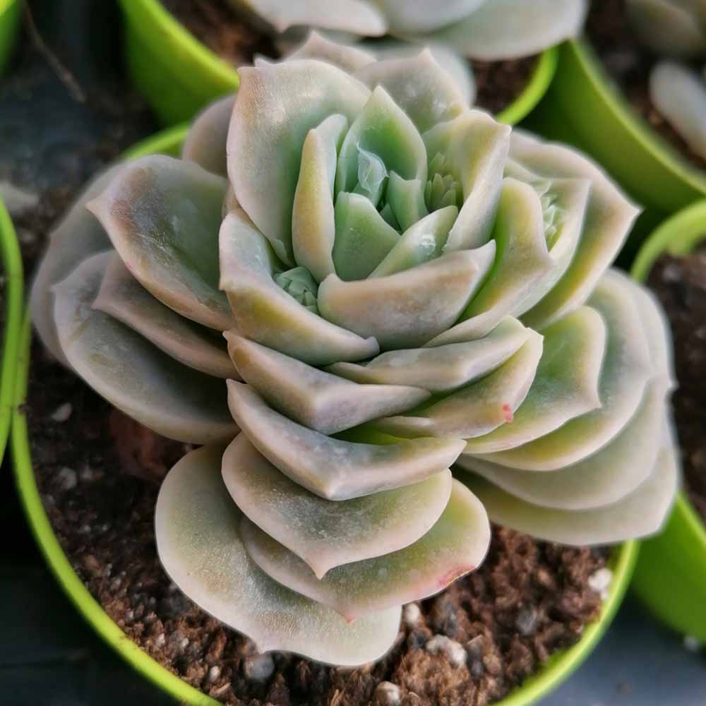 echeveria lovely rose pianta