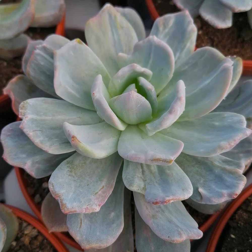 echeveria moondust