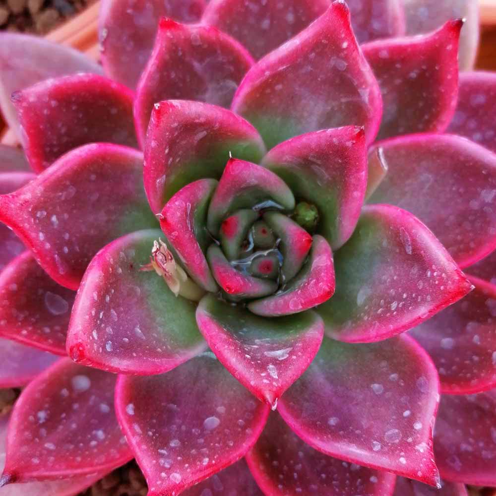 echeveria romeo dettaglio