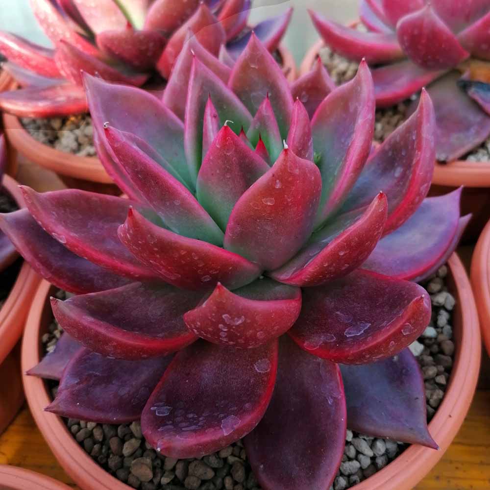 echeveria romeo pianta