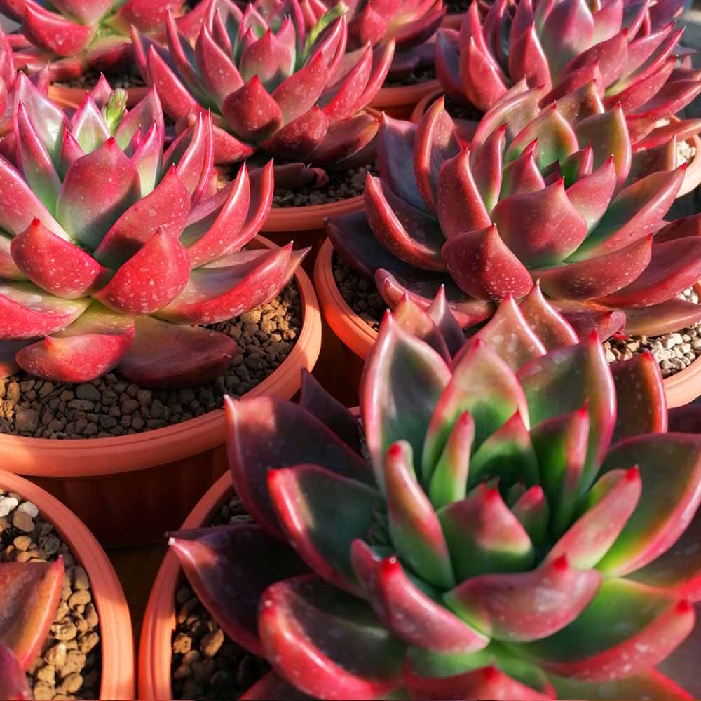 echeveria romeo dettaglio