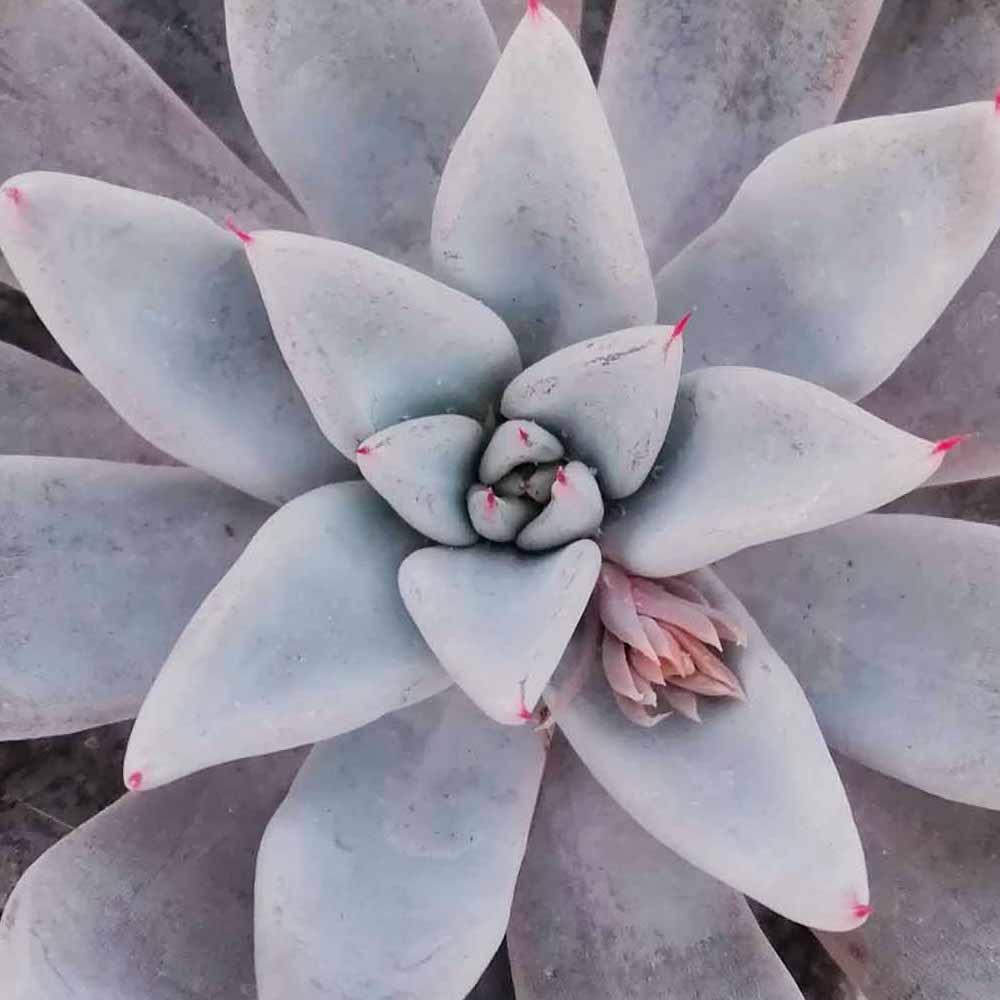 echeveria silver queen