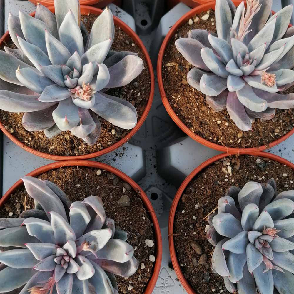 echeveria cv silver queen