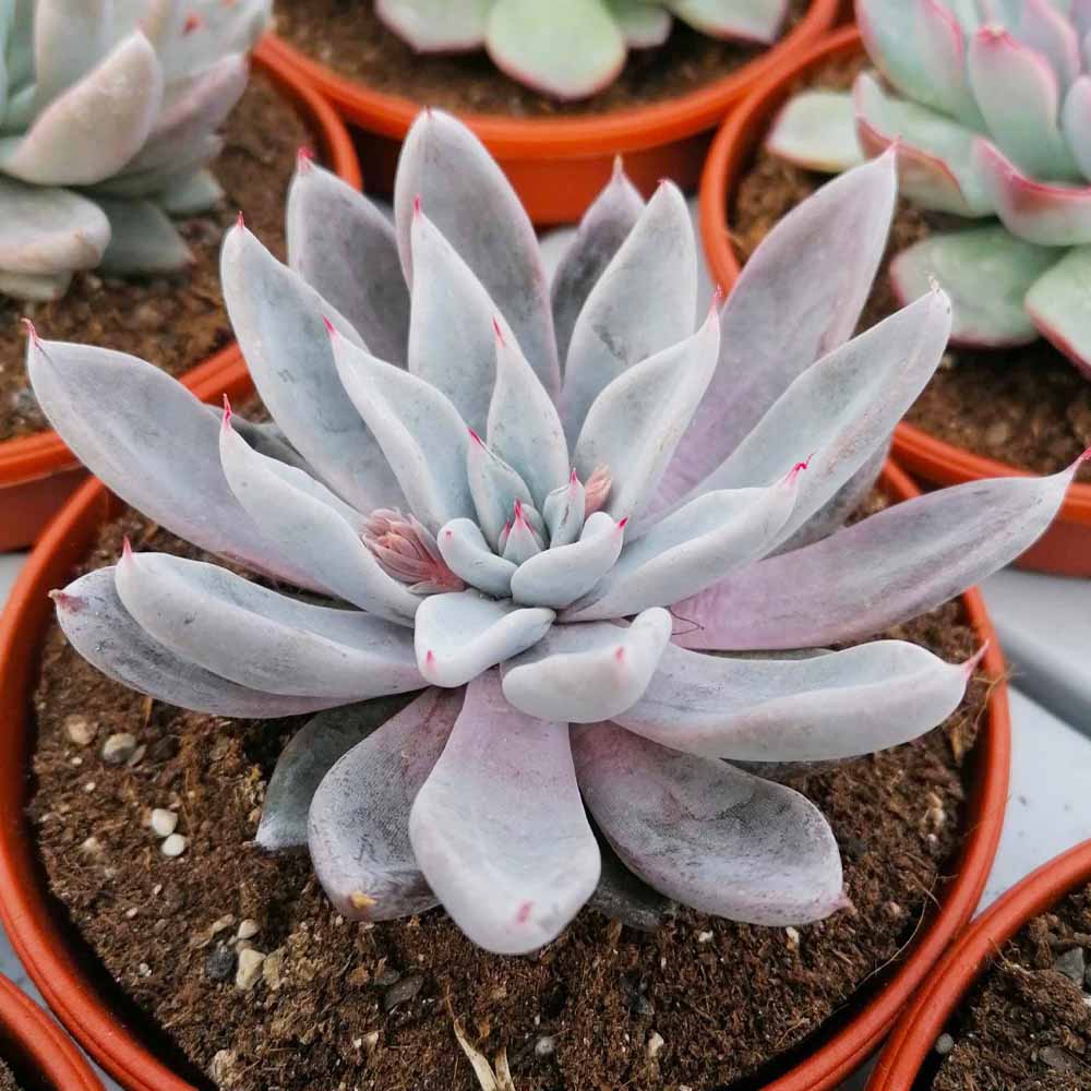 echeveria silver queen pianta