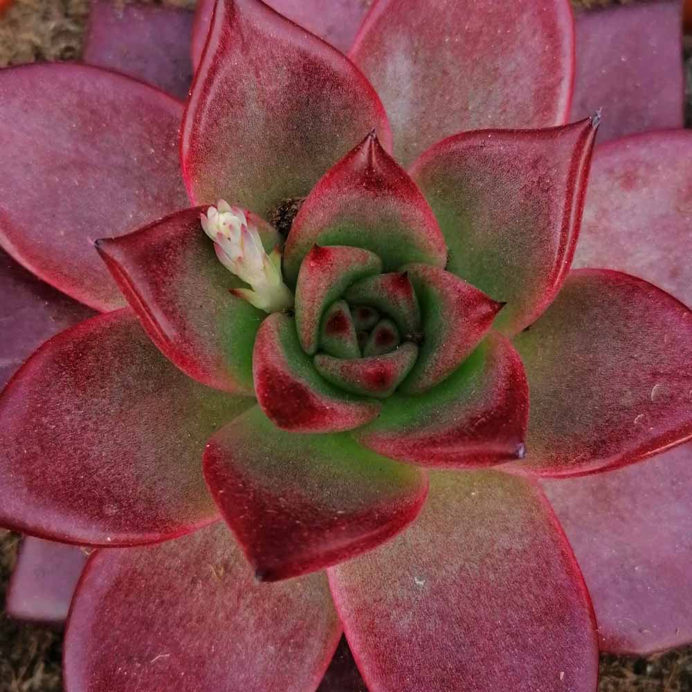 echeveria taurus