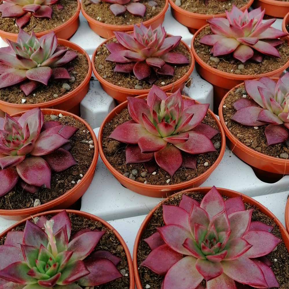 echeveria cv taurus