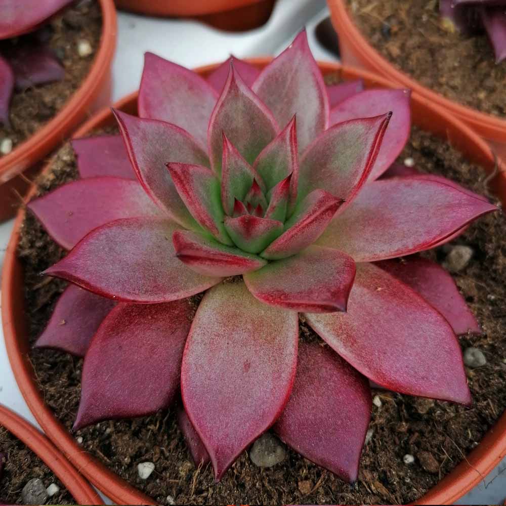 echeveria agavoides taurus