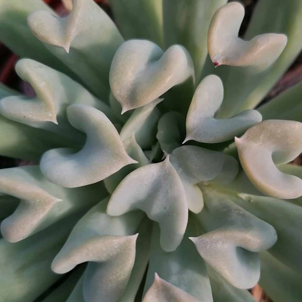 Echeveria runyonii 