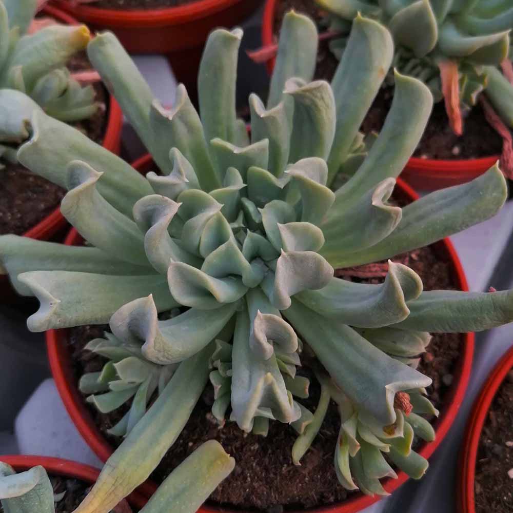 echeveria topsyi turvyi