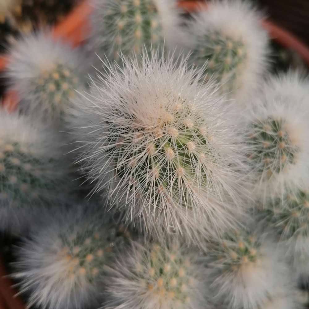 echinocereus nivosus