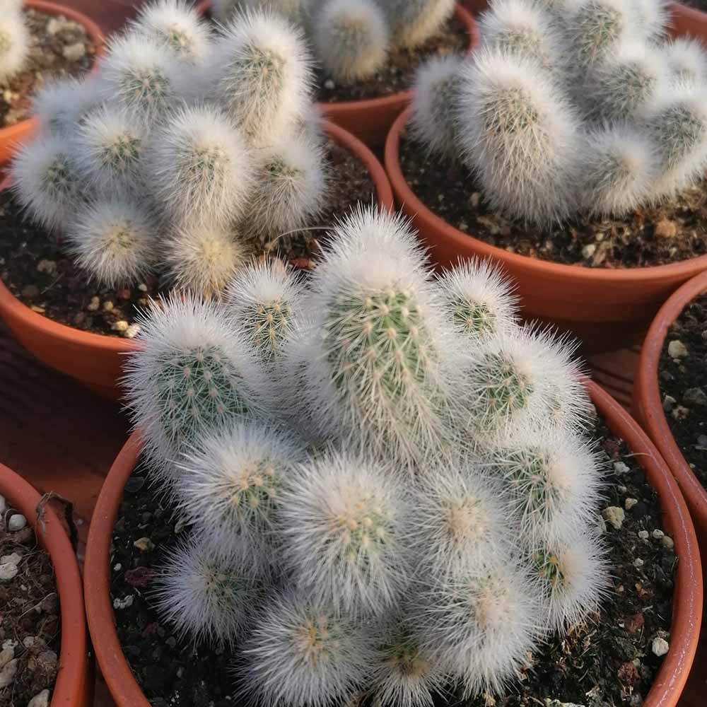 echinocereus nivosus pianta