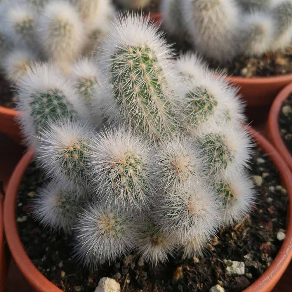 echinocereus nivosus