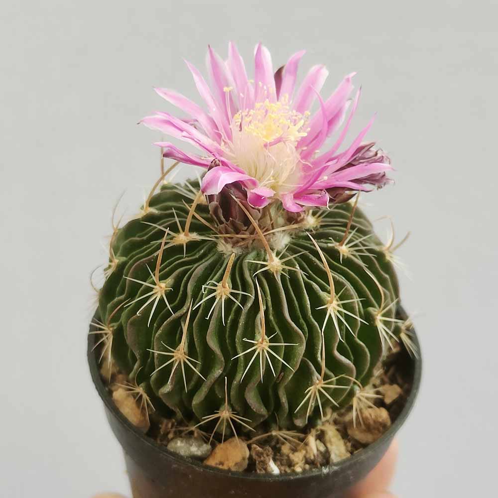 echinofossulocactus