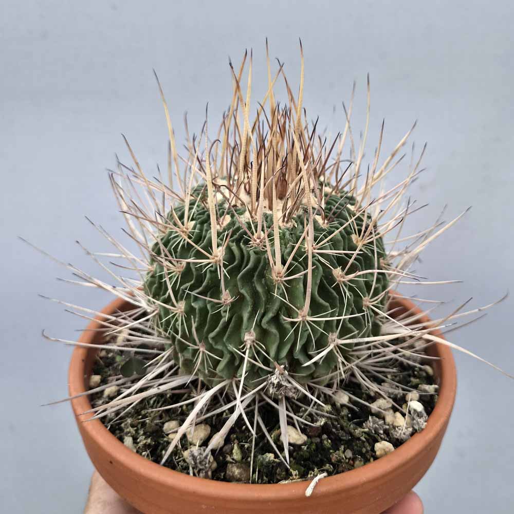 echinofossulocactus cactus