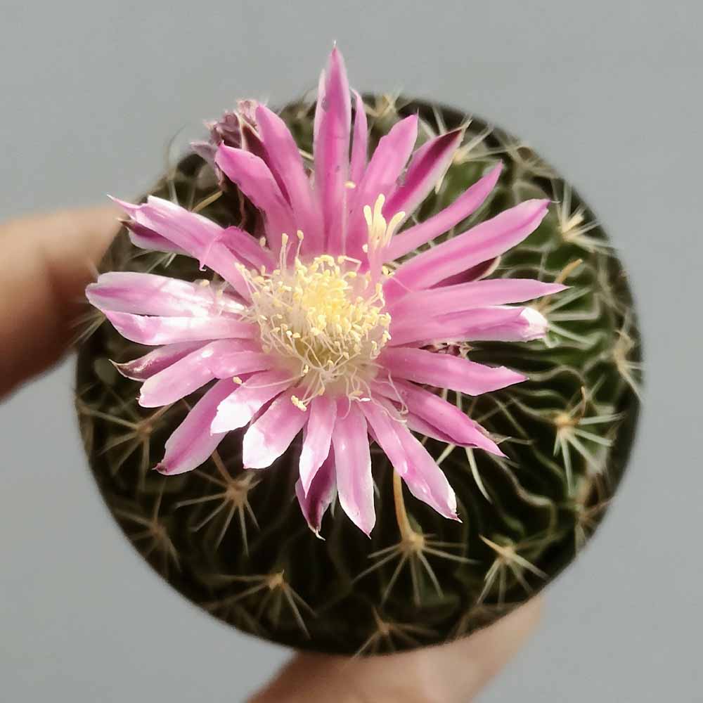 echinofossulocactus fiore
