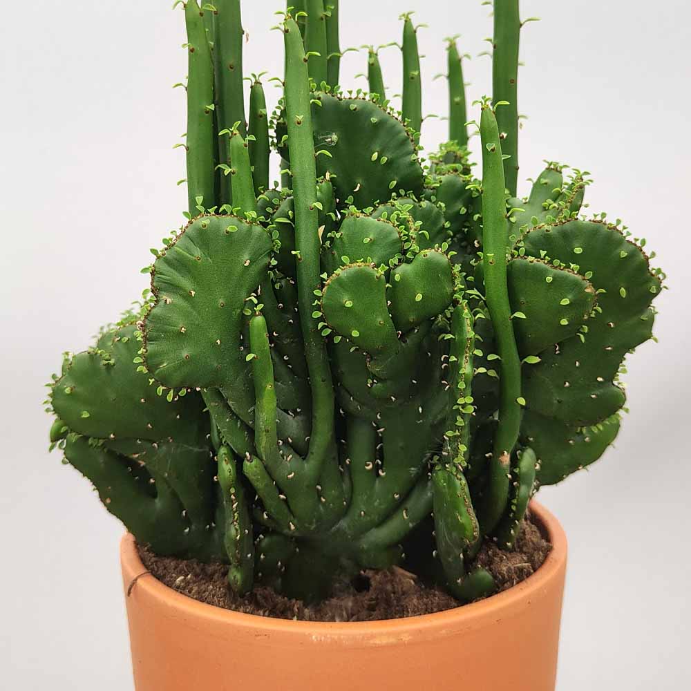 euphorbia leucodendron crestat