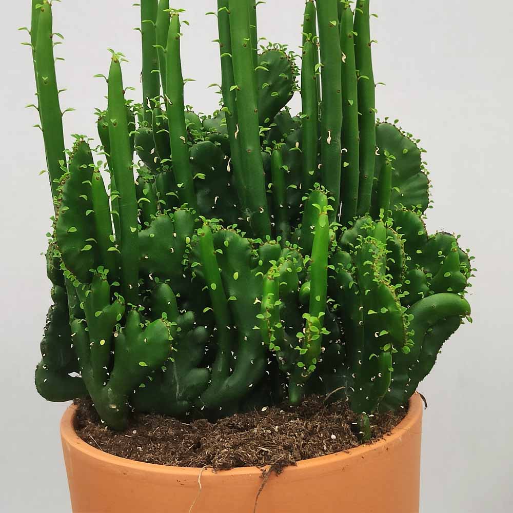 euphorbia leucodendron crestata
