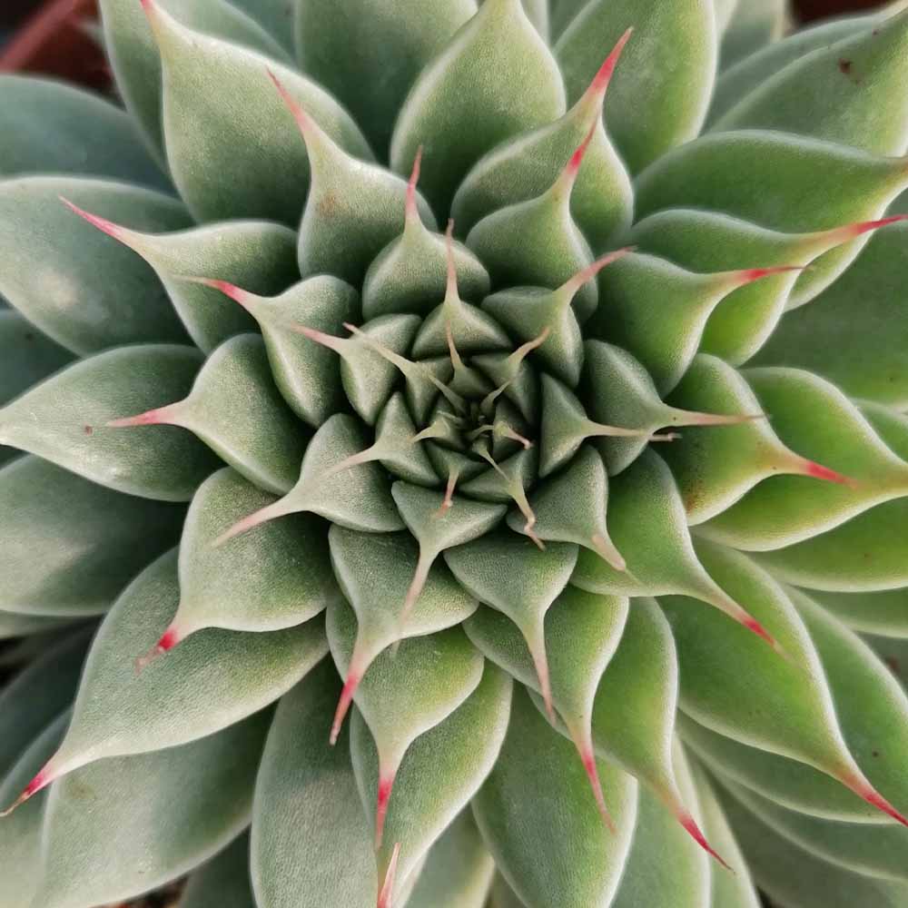 Graptoveria silverstar