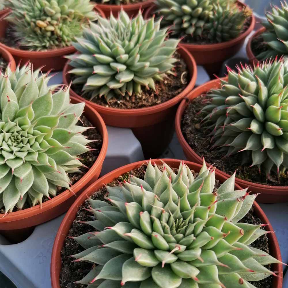 Graptoveria silver star
