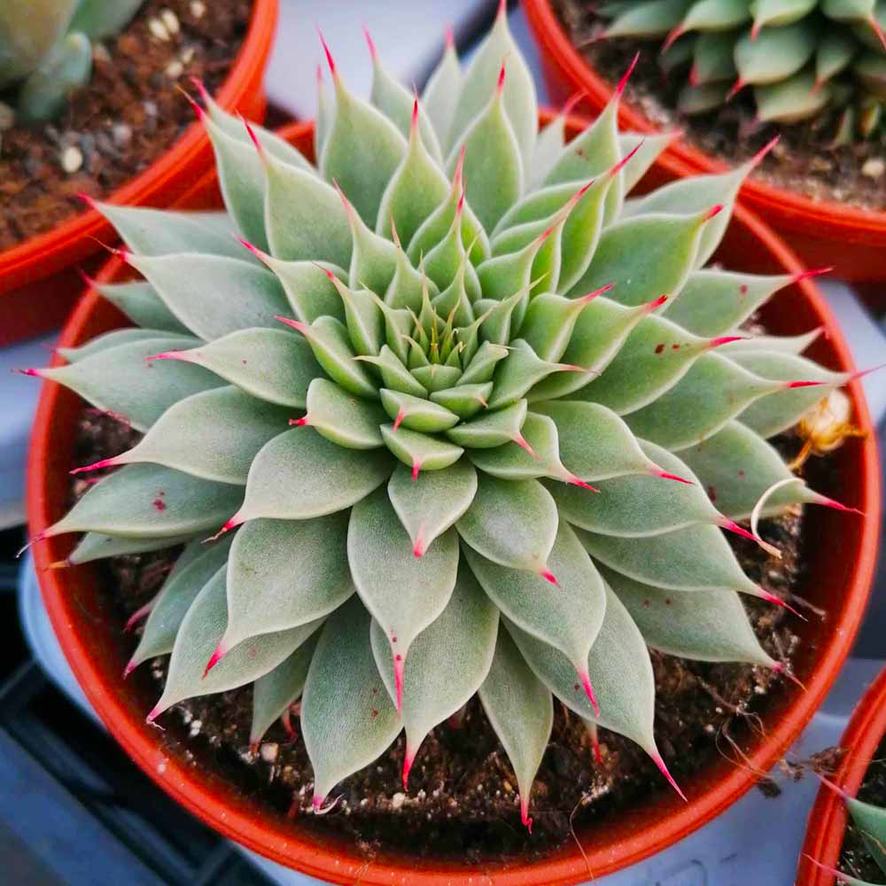 Graptoveria silver star pianta
